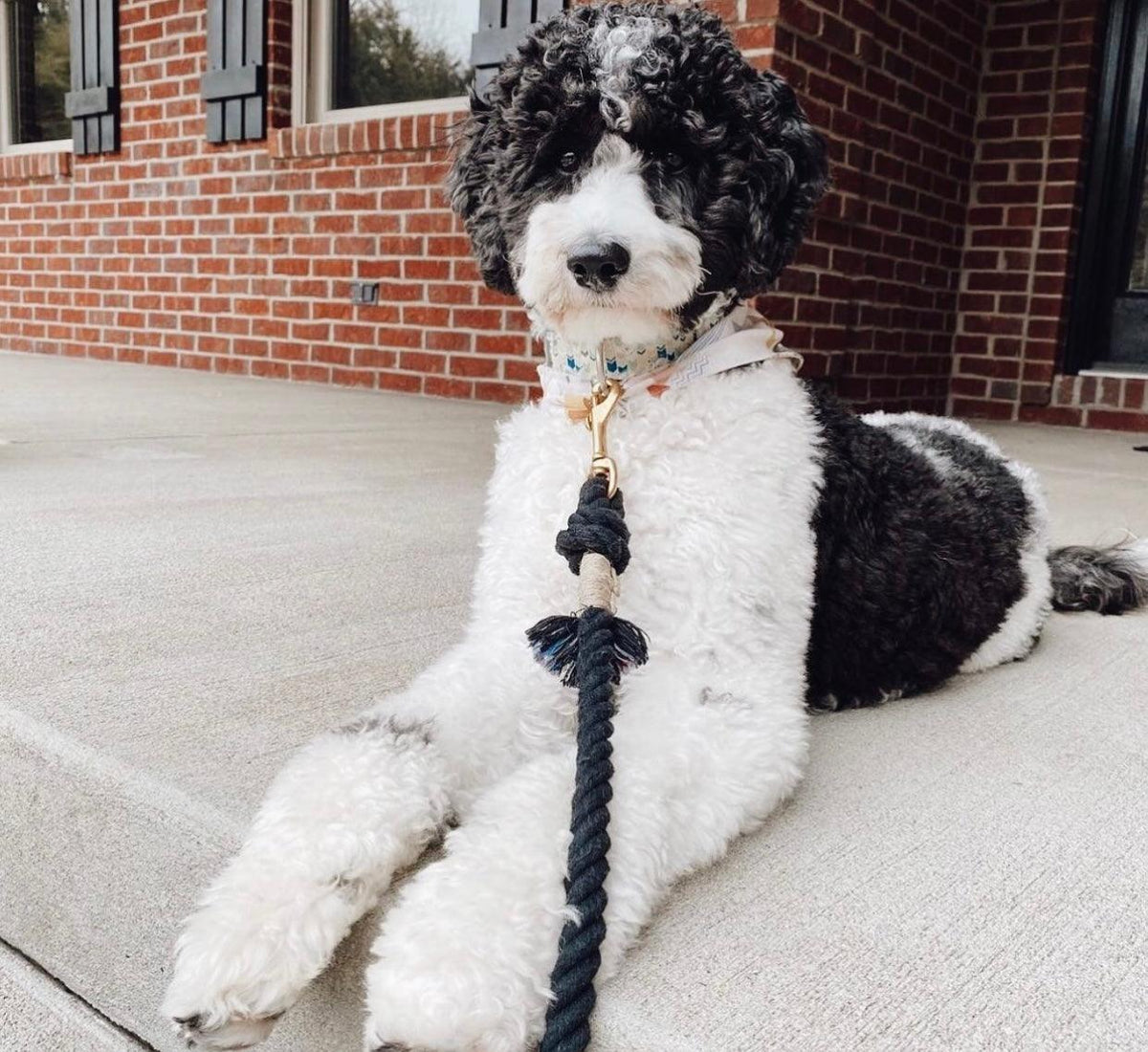 ROPE LEASH - NOIR