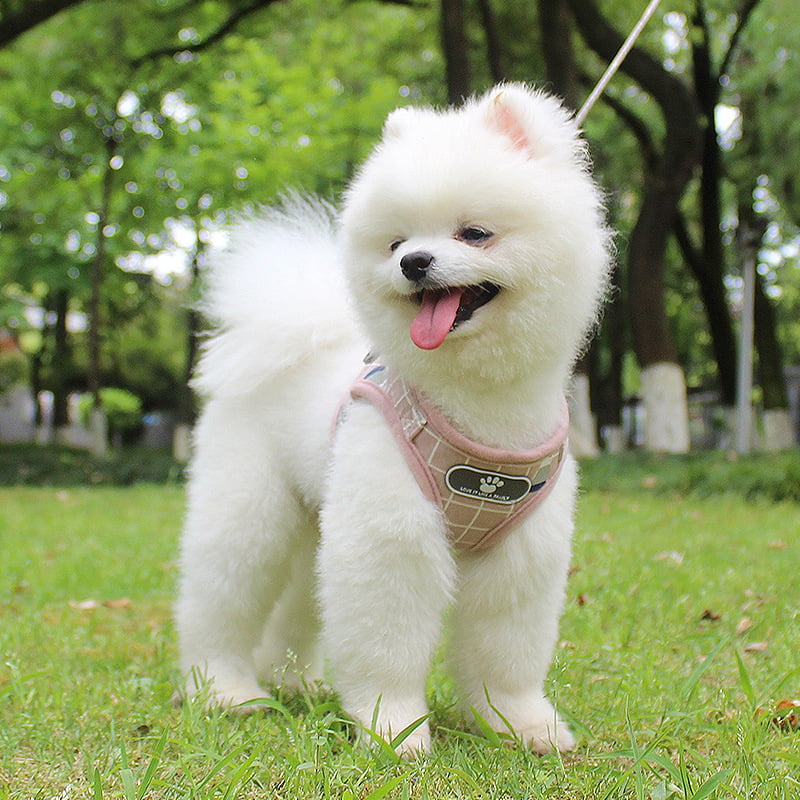 Reflective Dog Leash for Nighttime Walks