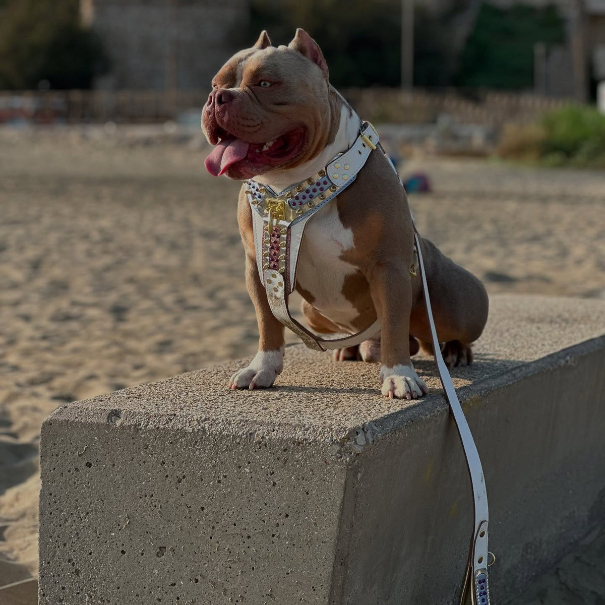 THE CANDY Harness