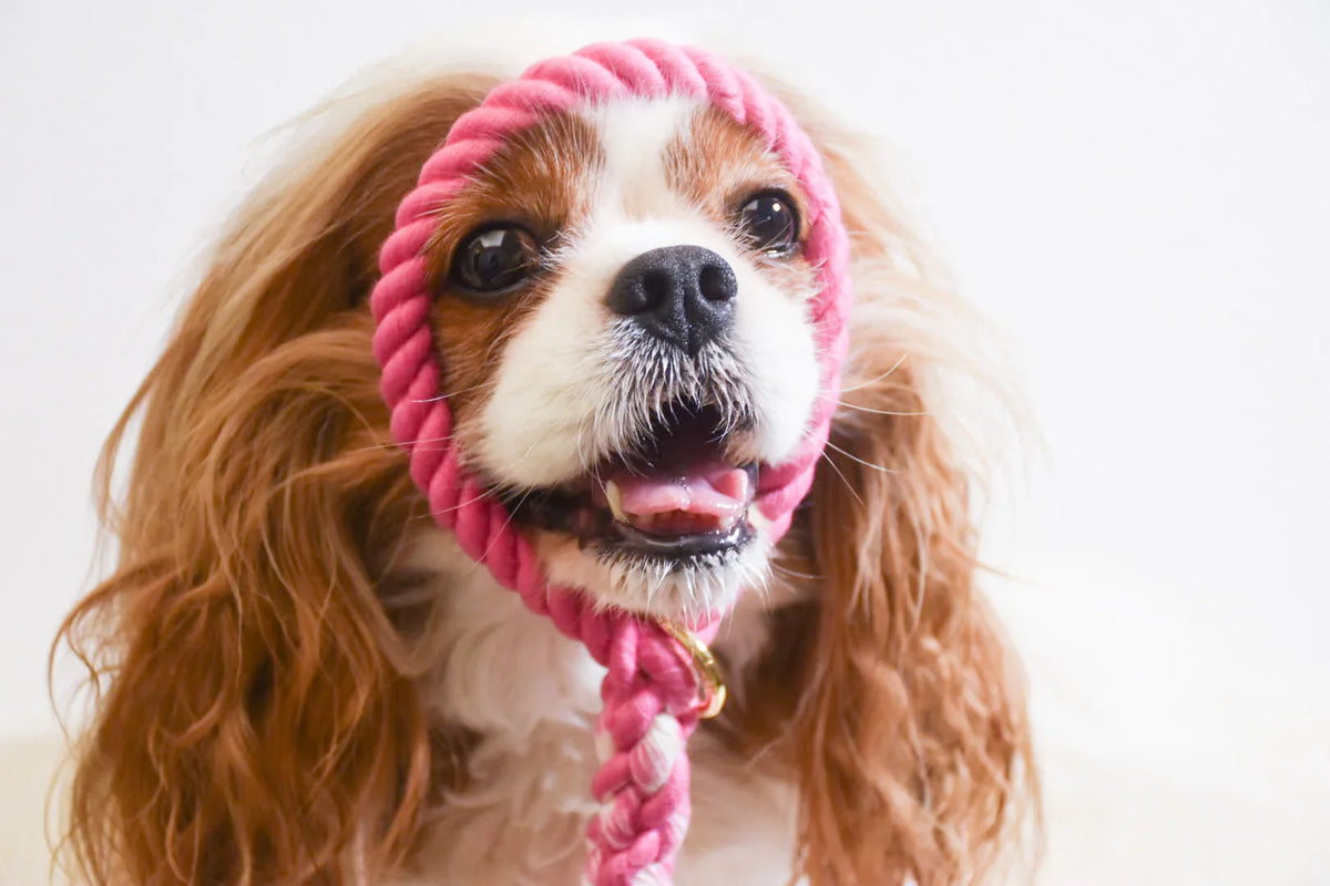 ROPE LEASH - HOT PINK