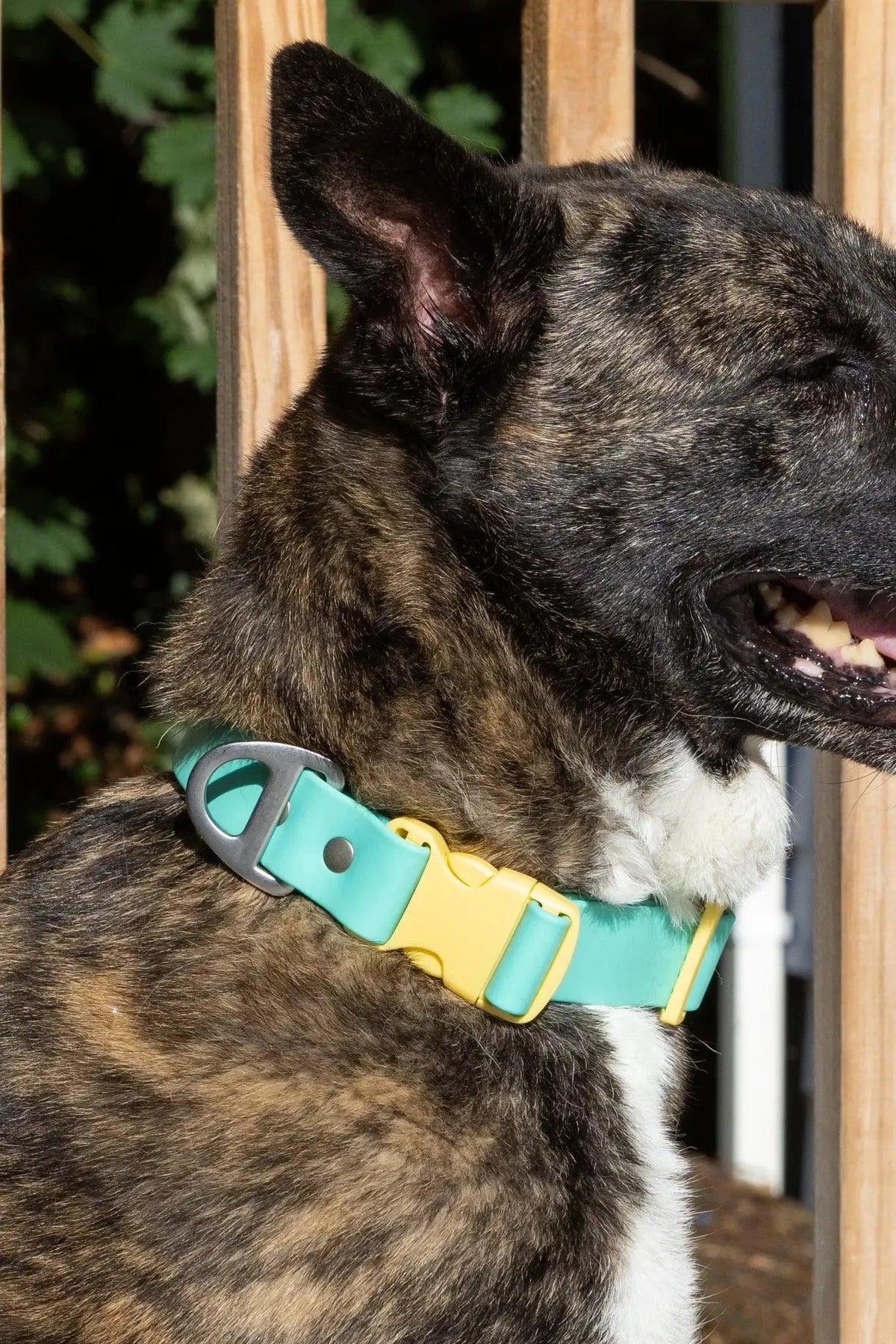 Island Vibes Waterproof Dog Collar