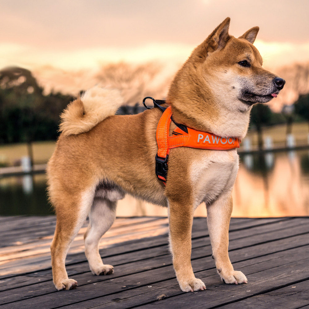 Dog Chest Strap with Leash Attachment