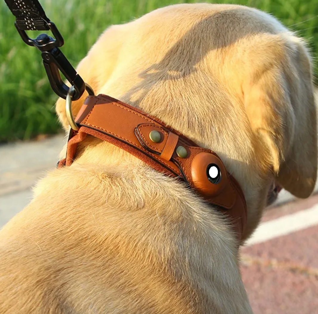 Leather Dog Collar with Location Tracker